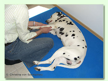 Physiogherapie bei einem Hund