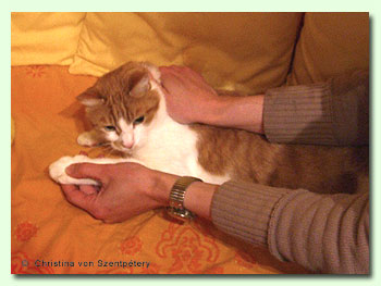 Phsiotherapie an einer Katze